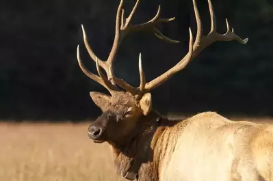 Elk in the Great Smoky Mountiains National Park