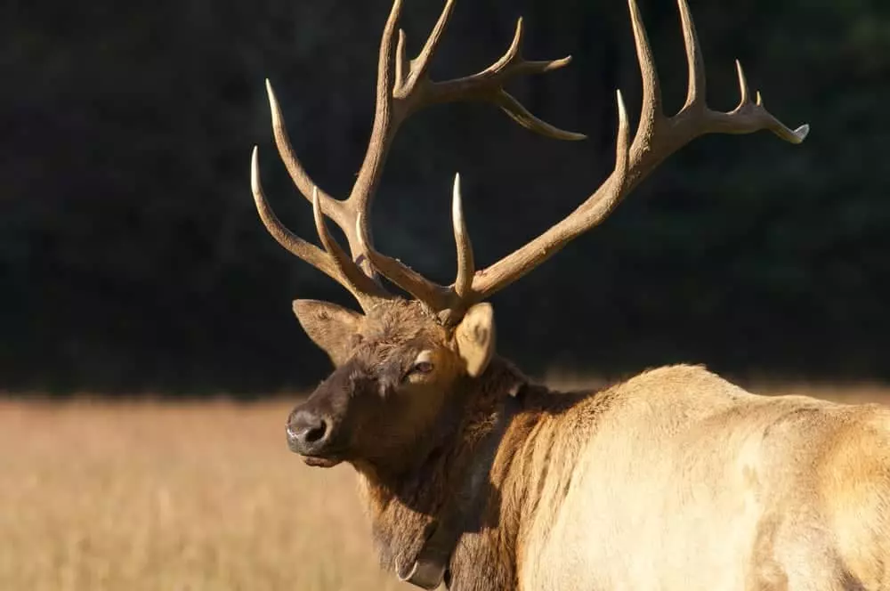 Elk in the Great Smoky Mountiains National Park