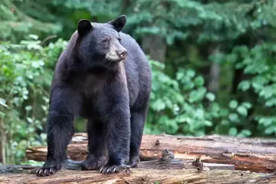 black bears in the smoky mountains