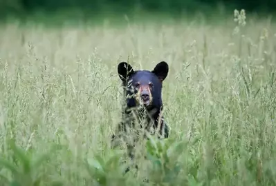 black bears in the smoky mountains